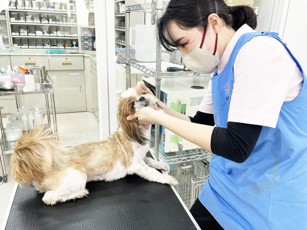 モデル犬の体のケア！